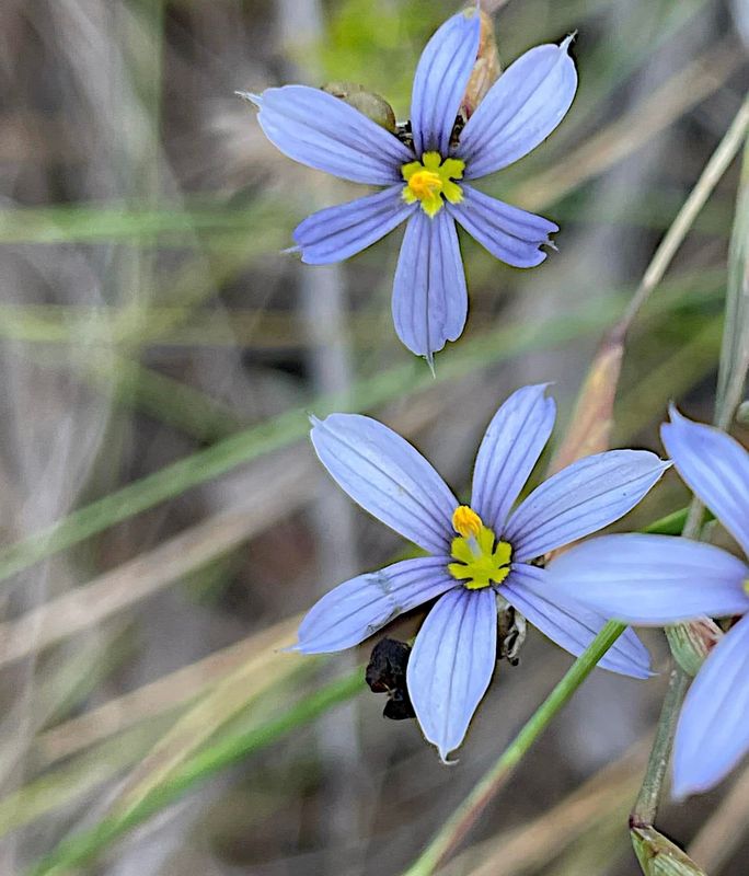 Blue-eyed grass is one of the wildflower highlights of Southwest Florida springtime