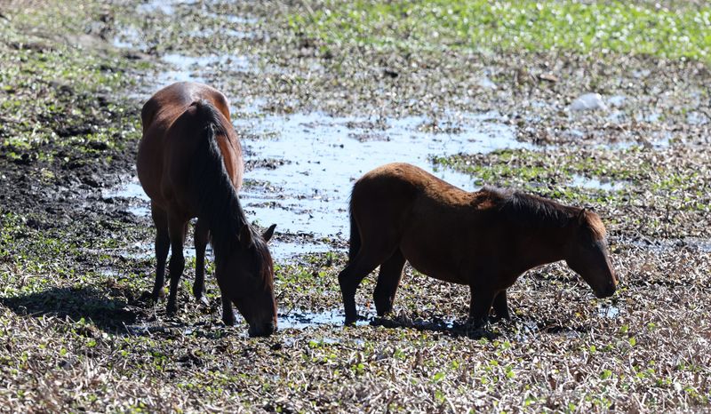 Wild horses enjoy the mud as they venture near the U.S. 441 boardwalk at Paynes Prairie in Gainesville, Florida, on Tuesday, Feb. 24, 2026. The prairie is home to wild horses descended from Spanish and Florida Cracker stock. The easily accessible boardwalk offers expansive views of the prairie, and unusually low water levels combined with green grass created favorable conditions for viewing horses and bison.
