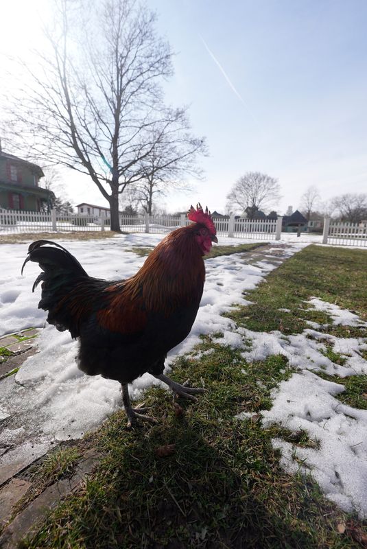 Genesee Country Village & Museum in Mumford on Feb. 28, 2026 is open for limited hours on the weekend. Visitors for a discounted price can wander the village. Except during certain events in the winter, the buildings are closed. The museum also has farm animals. A rooster and chickens were wandering the properties.