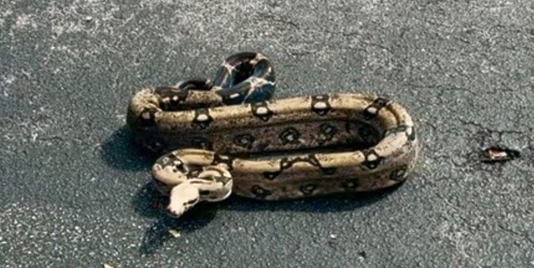 Riviera Beach resident Jay Slagle was heading to his job at a high-end Louis Vuitton in Palm Beach Gardens on March 1, 2026 but first he had to wrangle a 5 to 7-foot snake that was in his driveway.