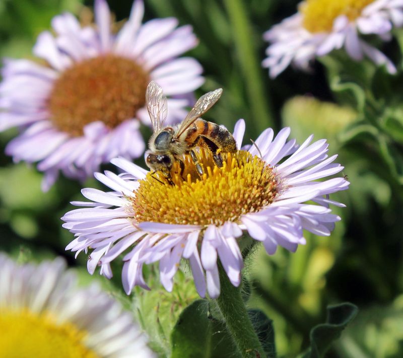 The 9 Principles of Florida-Friendly Landscaping include Attracting Wildlife: Select plants with seeds, fruit, foliage, flowers, or berries that provide food. Supply sources of water, such as a rain garden or bird bath.