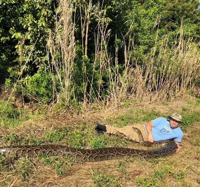 Python hunter Andre Brown poses with a 15 foot, 3 inch python he caught participating in the South Florida Water Management District's Python Elimination Program in February 2026.