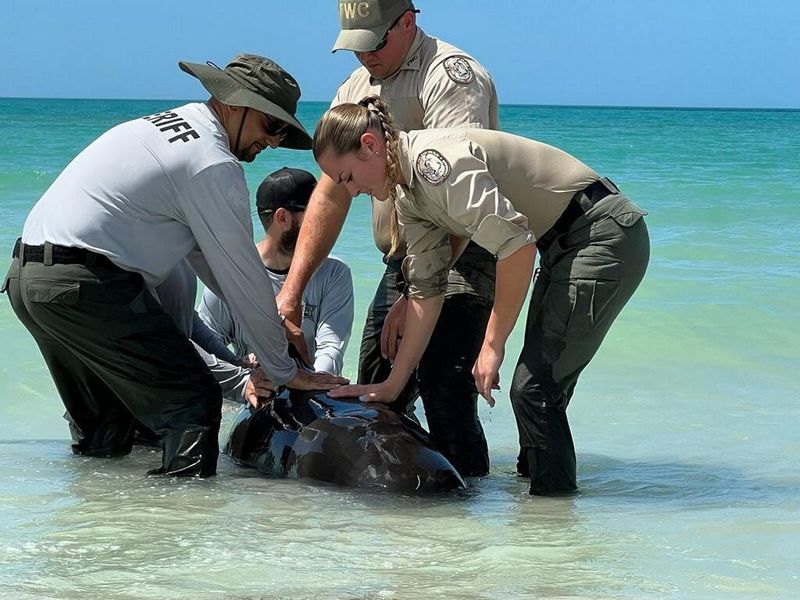 Officers with the Collier County Sheriff's Office and the Florida Fish and Wildlife Conservation Commission examine a young pilot whale that stranded in the Naples area on March 9, 2026.