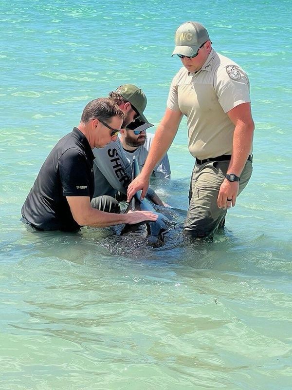 Officers with the Collier County Sheriff's Office and Florida Fish and Wildlife Conservation Commission attend to a stranded short-finned pilot whale on March 9, 2026 in Naples. This species is known for stranding, sometimes in large numbers.