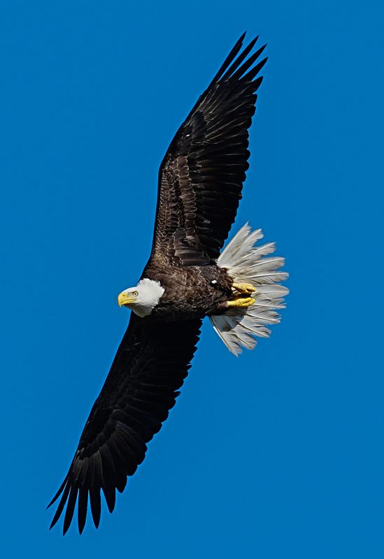 A male Bald Eagle soars over Cape Canaveral Space Force Station March 10, 2026 just before his reunion with his now healthy companion. The injured eagle was discovered by members of the Space Force on January 8 and turned over the Florida Wildlife Hospital for rehabilitation. Craig Bailey/FLORIDA TODAY via USA TODAY NETWORK
