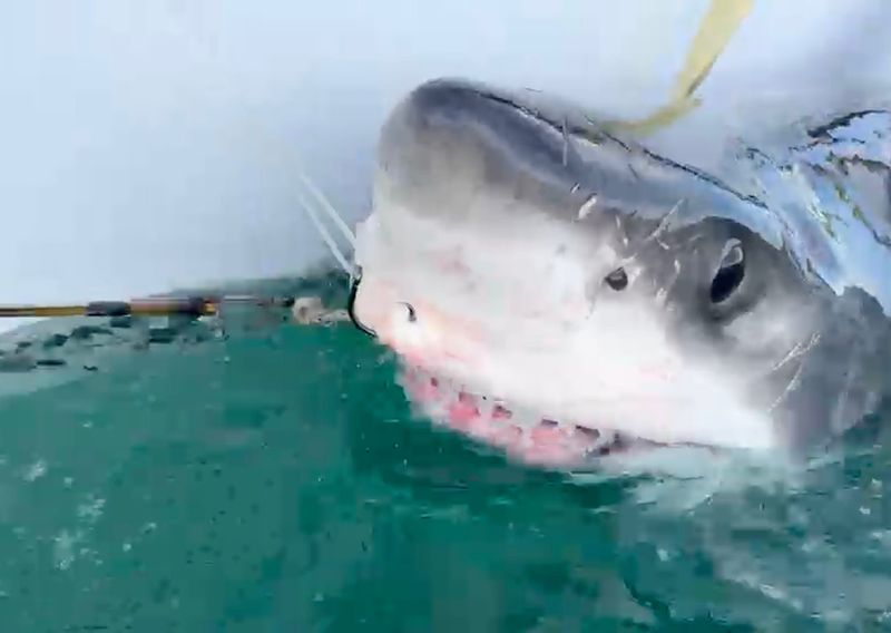A 10-foot, 2-inch, 729-pound great white shark, nicknamed Bella, was tagged and released by OCEARCH scientists in Mahone Bay off Nova Scotia on July 18, 2025.