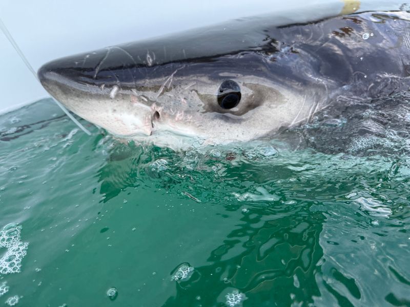 A 10-foot, 2-inch, 729-pound great white shark, nicknamed Bella, was tagged and released by OCEARCH scientists in Mahone Bay off Nova Scotia on July 18, 2025.
