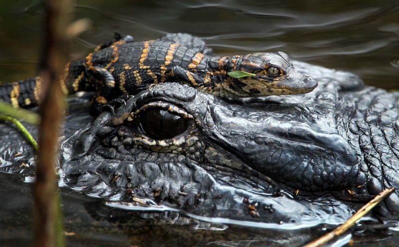 A baby alligator rests on its mother's head at the Loxahatchee Wildlife Refuge.