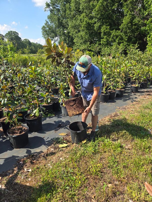 Nurseryman inspecting rootball of a container grown magnolia tree.