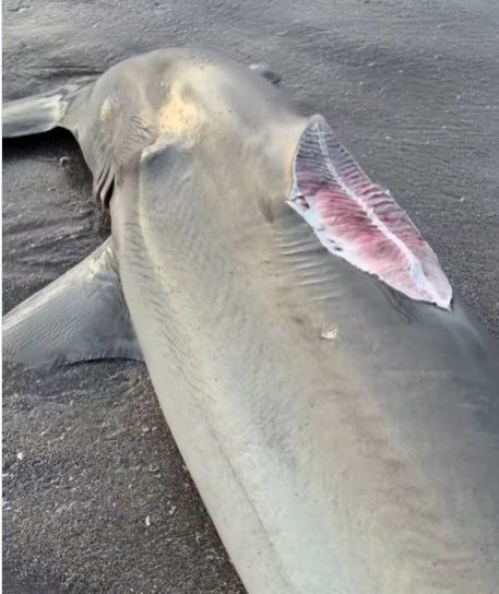A great hammerhead shark washed ashore in Juno Beach on March 15 with its tail and dorsal fin cut off.
