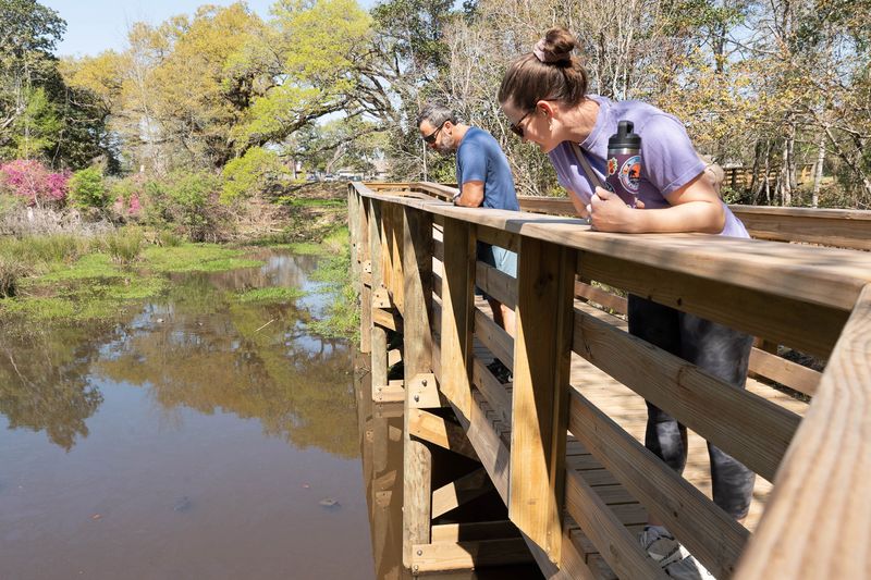 Steve Garner, left, and Whitney Scheffel observe the different variety of turtles from the boardwalk at the newly opened Carpenter Creek Headwaters Park on Olive Road in Escambia County in March 20, 2026.