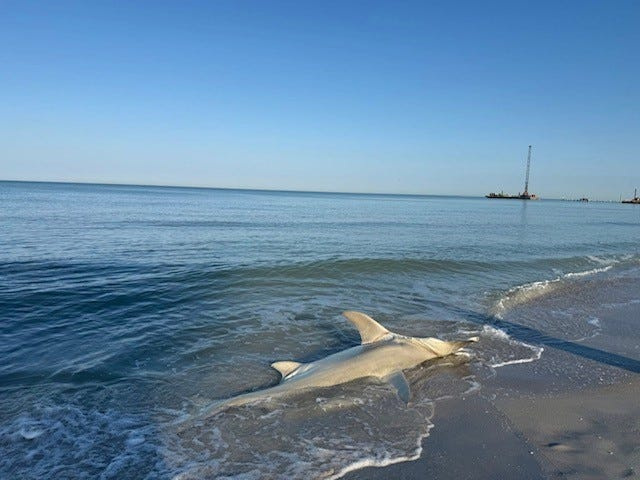 This great hammerhead shark was discovered on a Naples beach on March 26. It was retrieved by Naples city officials and the Florida Fish and Wildlife Commission. Cause of death is unknown as this time.