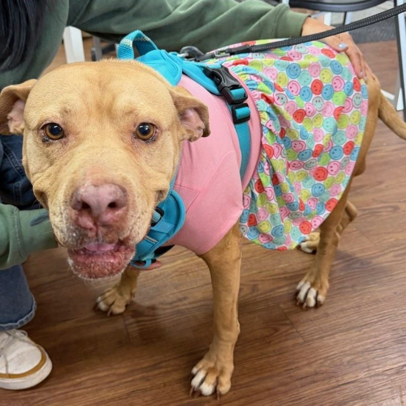 Tipping the scales at 63 pounds, Lil Girl is not, well, little, but she’s a female who loves treats, time on the couch and, of course, retail therapy. Recently her doggy date took her shopping, and Lil Girl returned wearing a girly outfit ― a pink top with a skirt with pastel polka dots. Oh, and she had a pink bag filled with goodies. Her “date” completed a report card and mentioned “sweet” and “good dog.” Leash walks are a dream, even with kitty encounters. Lil Girl will execute a flirty wiggle butt to show her happy demeanor. She’s the ideal age ― 4, the sweet spot between puppyhood and seniorhood. Stop by so Lil Girl can model her new outfit before you take her home.
