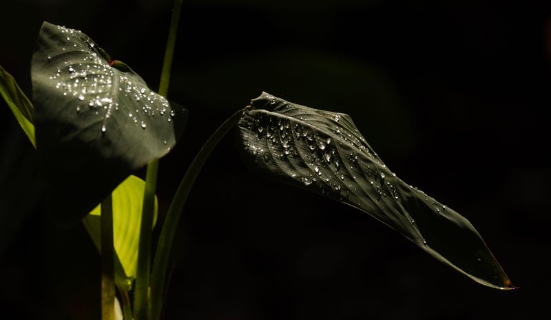 Droplets from recent rains gather on Alligator flag leaves at Corkscrew Regional Ecosystem Watershed on Monday, March 30, 2026. Despite recent rainfall, Southwest Florida is still seeing drought conditions.