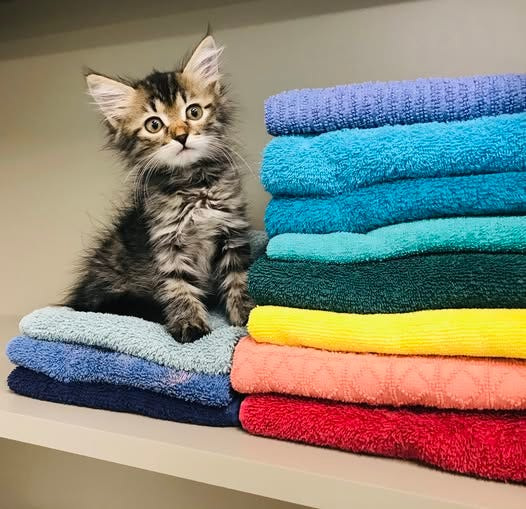 Learn how to foster a kitten or other ways to help out, such as volunteering or donating towels, by visiting lakecountyfl.gov/animal-shelter.