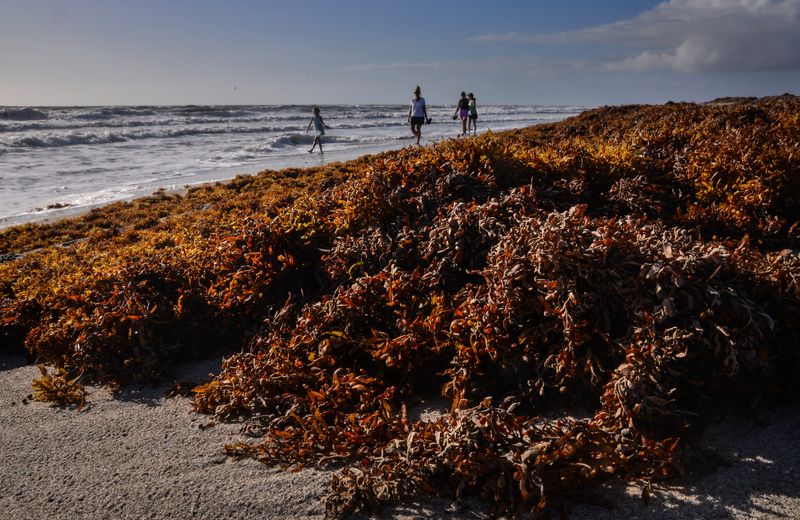 Rough seas and winds have brought sargassum seaweed ashore along beaches on the Space Coast. It is not unusual, but a seasonal thing for Florida beaches.