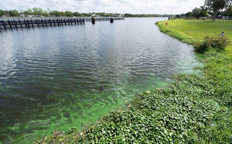Ribbons of algae pile up on the east side of the the Franklin Locks in Alva on Monday, April 6, 2026.