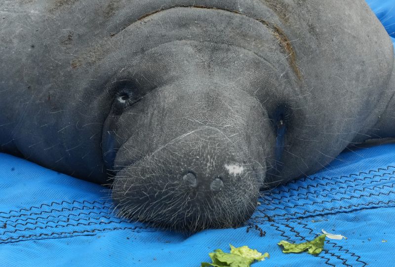 Moments before his release back into his natural habitat on April 7, Melby the manatee poses by the edge of the water at Ballard Park. He was rescued by various agencies after he was trapped in a baffle box in Melbourne Beach.