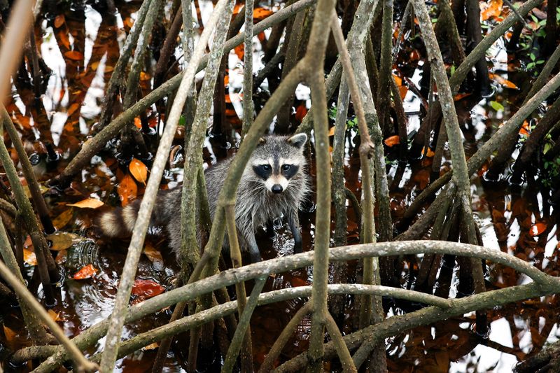 A raccoon climbs through mangroves at Indian RiverSide Park on April 7, 2026, in Jensen Beach.