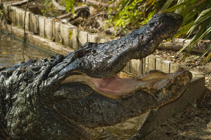 Gatorland in Orlando announced on April 8, 2026 that fan favorite Buddy the alligator died.
