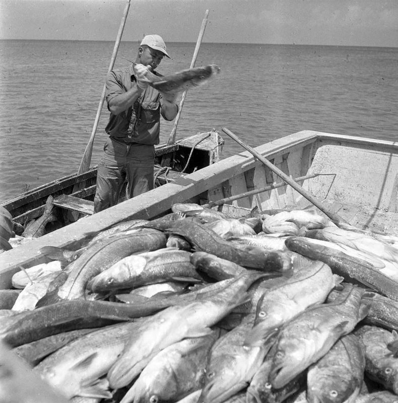 Seine net fisherman loading snook into the boat in Naples, Fla., 1949.