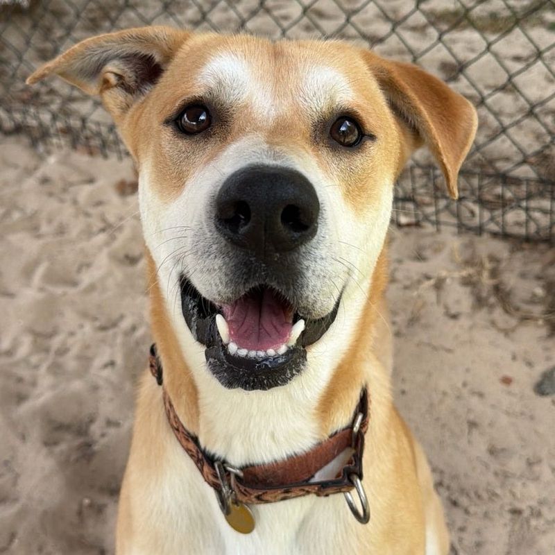 When it comes to toys and treats, Bolt’s not fussy. Tennis balls? He’s there to chase, fetch and return them. Also loves soft and rubber toys, especially if they make a noise. Bolt, a Shepherd/Husky mix, is famous for his close proximity to humans, manifested as epic leans. His party-animal vibe makes him an ideal doggy date since he loves people and behaves on leash walks. Following outdoor explorations, Bolt likes nothing more than plopping on a lap for a relaxing cuddle. Why not bolt to SPCA Florida to escort this energetic canine on an outing followed by a permanent invitation to his forever home?