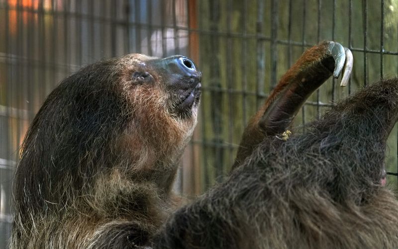 Dustin the two-toed sloth in the Rainforest Revealed exhibit during spring break 2026 at the Brevard Zoo in Viera. He recently passed away at age 23.