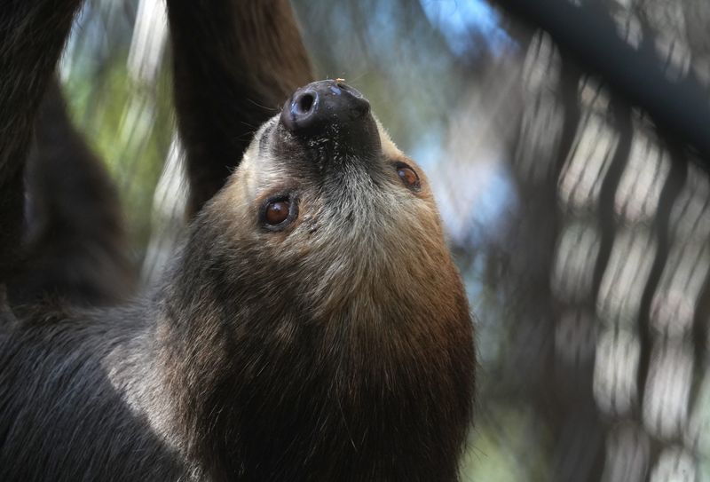 Sammy the two-toed sloth during spring break 2026 at the Brevard Zoo in Viera. She recently passed away at age 20.