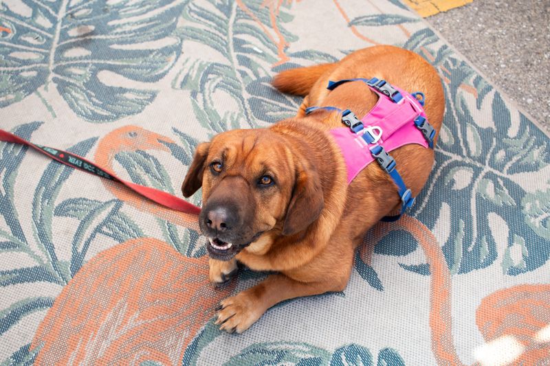 Moments from the Chain of Park arts festival in Tallahassee on Saturday April 18, 2026. The festival is open to the public Saturday, April 18, until 5:00 p.m. and Sunday, April 19, from 10 a.m. to 4 p.m.