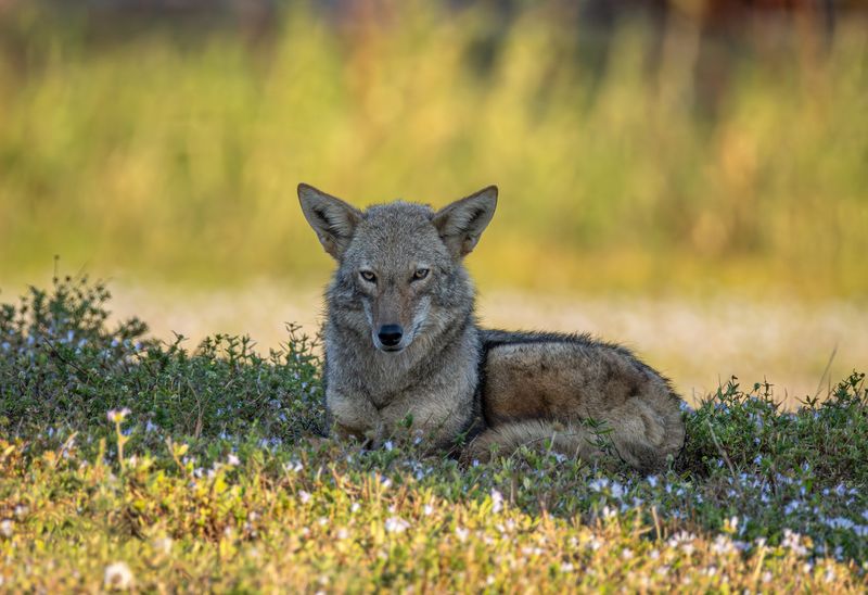 A wild Coyote in Cape Coral. Taken with a Canon R5 Camera and a 200-800mm lens.