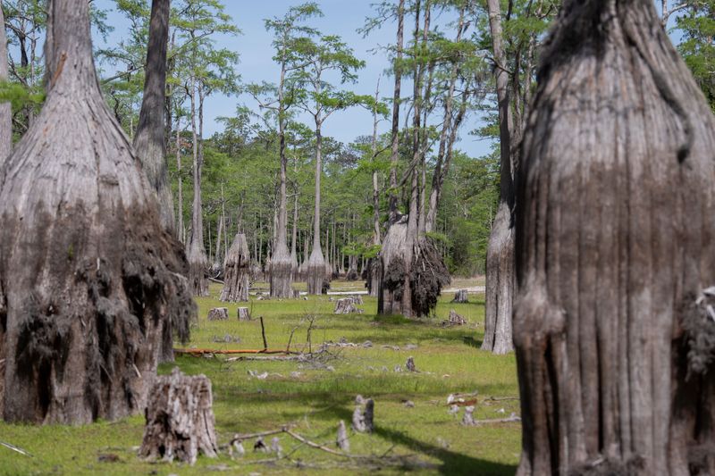 Cypress tree trunks that were once submerged in water at Cascade Lake, are now fully exposed as a severe drought in the region continues to dry out local lakes Monday, April 20, 2026.