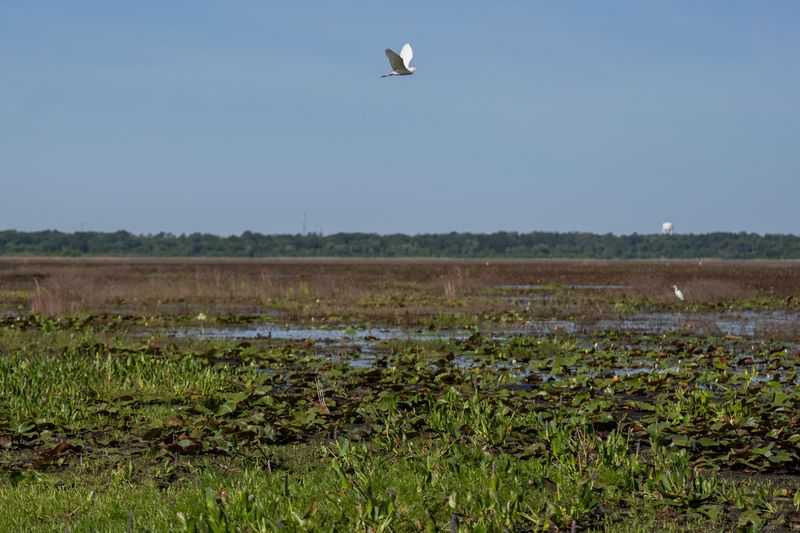 A bird flies above Lake Jackson, which has nearly dried up due to the severe drought in the region Monday, April 20 2026.