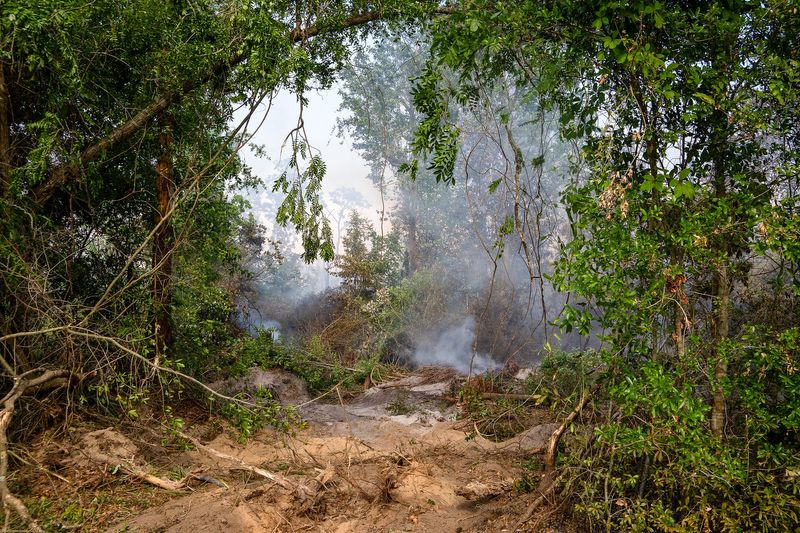 A brush fire consumes woodland on April 21, 2026, off of Britton Road in Lynn Haven, Florida.