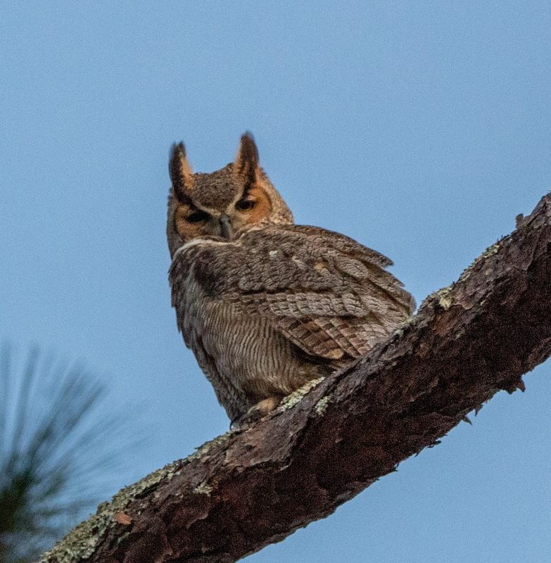 The Owl