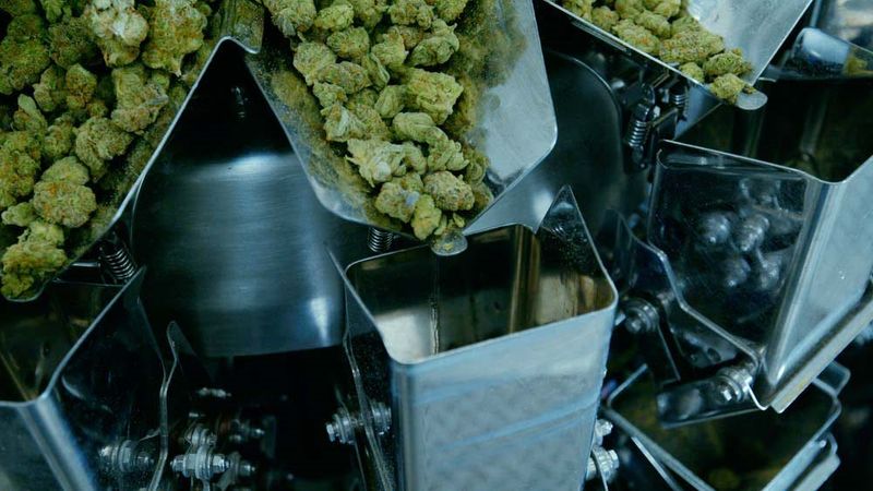 Machines sorting at the flower processing operation of Trulieve's indoor grow facility in Jefferson County, Fla.