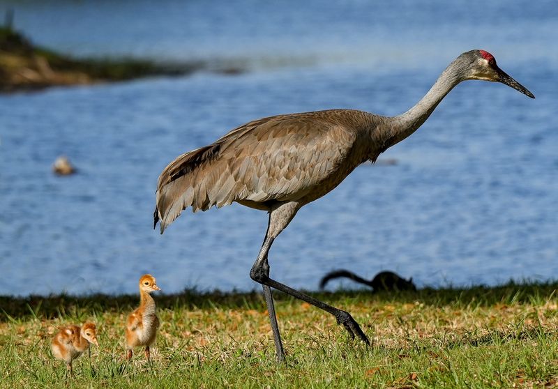 Sandhill cranes and their colts forage in the grass for food at the Lake Tozour property, March 31, 2026, in St. Lucie County. Bill Hearn had a federal migratory waterfowl propagation permit for over 40 years and hatched and raised thousands of wild ducks, woodies, black belly tree ducks and giant Canadian geese.