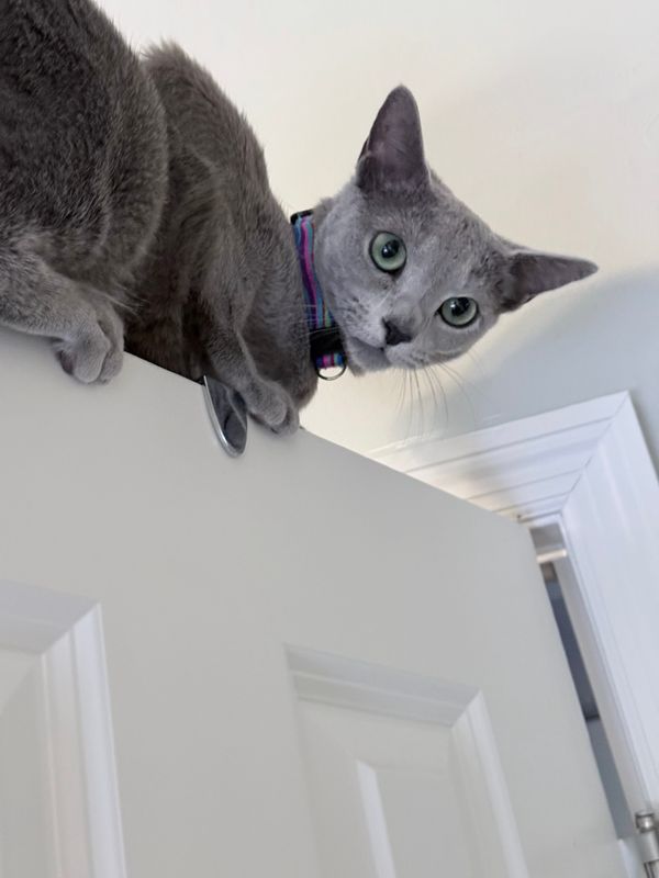 Pops ponders his next leap from atop a closet door in the main bedroom.