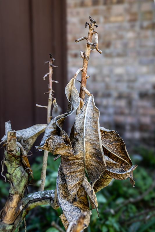 This time the croton meant it and looks pretty dead.