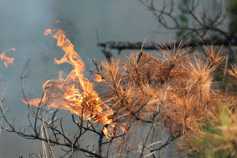 Dry seasons bring increased stress and fire risk to the landscape.