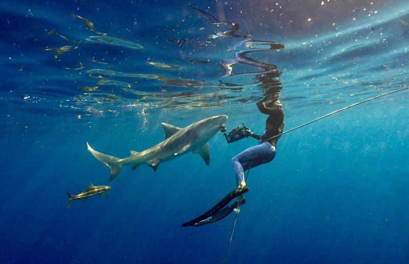 Bull sharks have a fearsome reputation, but even when competing for food in front of her, it's a powerful yet gentle interaction, says divemaster and shark safety diver Diana Dowd.