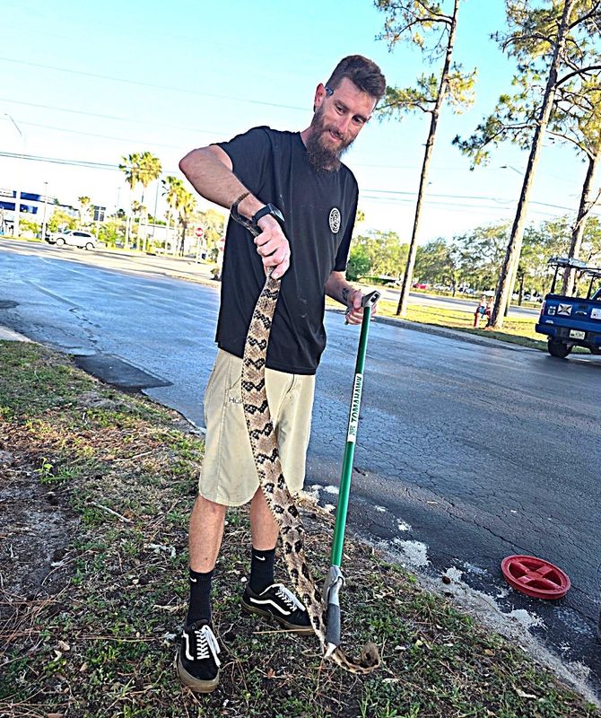 Jean-Noel Vallejo Jr., the owner of Captain Critter Wildlife Control, captured this large timber rattlesnake, also known as a canebrake rattlesnake, on April 24 near Beville Road in Daytona Beach.