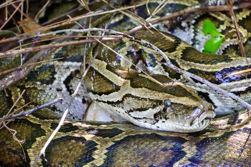 Harriet guarding a clutch of eggs in southwestern Florida.