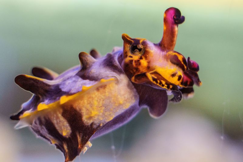 The Bailey-Matthews National Shell Museum & Aquarium, on Sanibel Island, welcomed several new species.