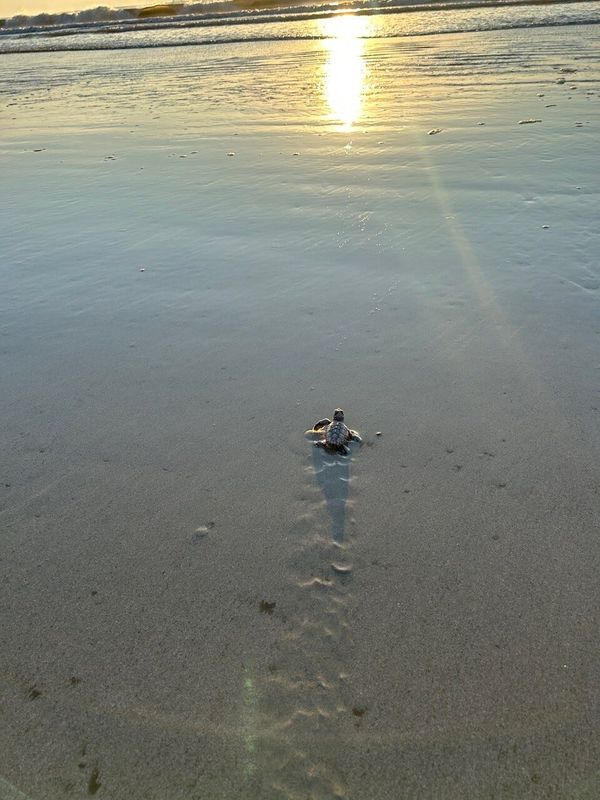 A sea turtle hatchling makes its sunrise trek into the surf in Cocoa Beach in July 2025.