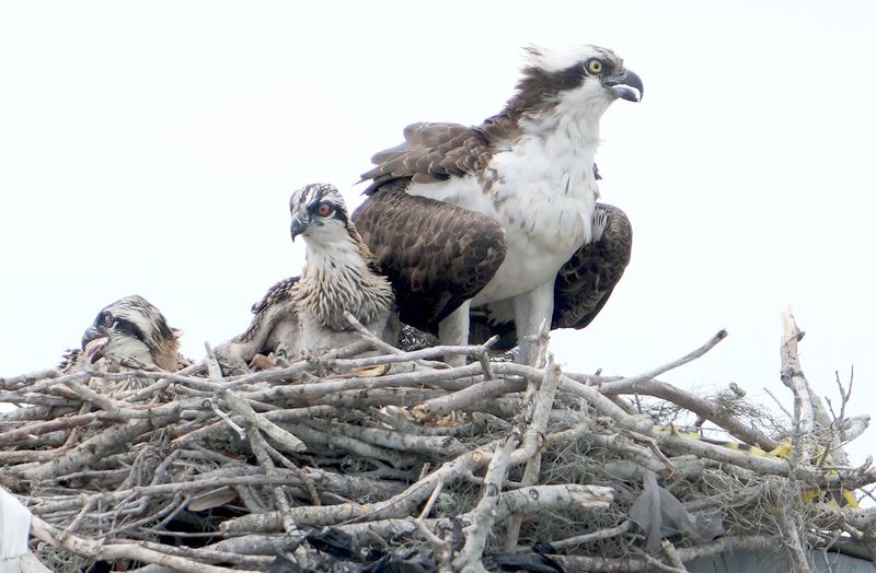 Two adult Ospreys have built a new nest atop the traffic signal on Viera Boulevard at the northeast corner of Stadium Parkway. These raptors, also known as “fish hawks” have chicks in the nest. Osprey chick reach near- adult weight in 30 days.