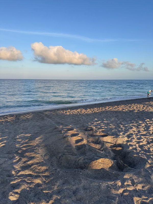 The first sea turtle nest of 2026 was found on Venice Beach on April 27. The nesting season along Sarasota County's 35 miles of beaches runs from May 1 through Oct. 31.