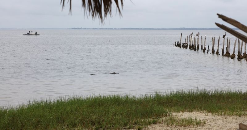 Alligator swims in the open waters along the Gulf Coast at St. Marks National Wildlife Refuge.