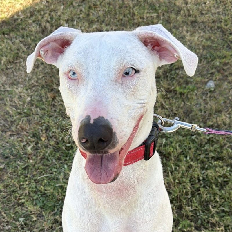Don’t let a Catahoula Leopard dog at SPCA Florida fool you. His name, Seymour, is phonetically an oxymoron since this gentle pooch is visually and audibly challenged. Yet, choose a bright ball, toss and he’ll fetch it. His blurry vision allows him to detect shapes, not details. His friend circle includes other dogs and people. Seymour loves soft toys and Kongs filled with peanut butter. The pawsome canine team works on Seymour’s social skills punctuated by walks. Aids like Halo are tailored to warn dogs of barriers. Why not escort Seymour on a doggy date before you welcome him home? He’s pumped for epic cuddles with his family.