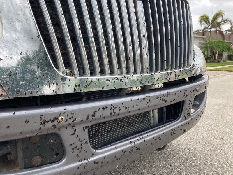 Lovebugs are all over a vehicle in Vero Beach May 2026.