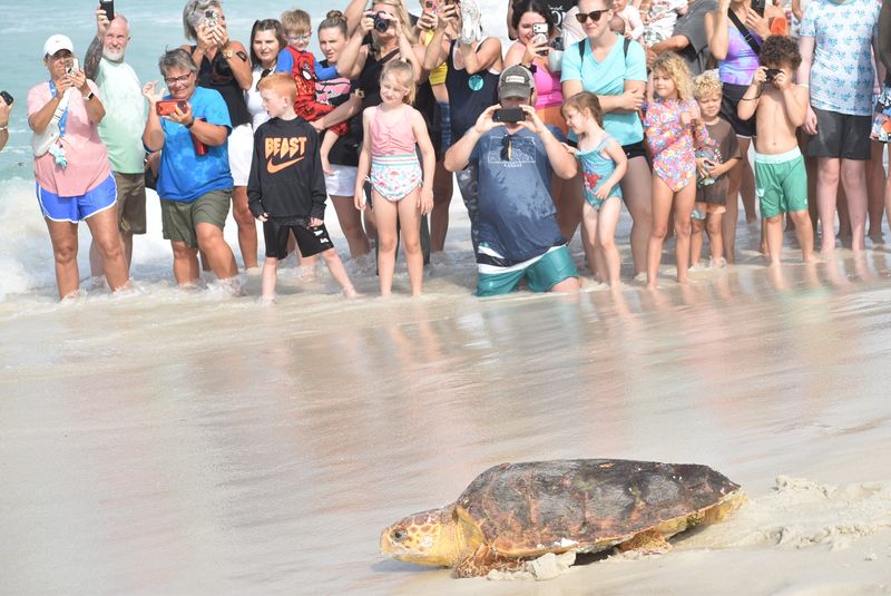 People were in awe of the sea turtles being released on May 7 at Inlet Beach. Many were quick to snap photos and video the event.
